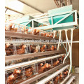 China poultry layer cage for sale